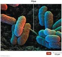 Pili