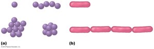 Bacterial shapes and arrangements
