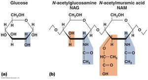 Structures of glucose, NAG, and NAM