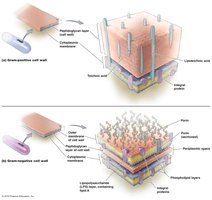 Comparison of cell walls of Gram-positive and Gram-negative bacteria