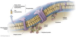 Structure of a prokaryotic cytoplasmic membrane