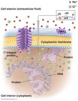 Electrical potential of a cytoplasmic membrane