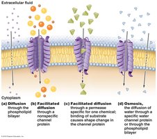 Passive processes of movement across a cytoplasmic membrane