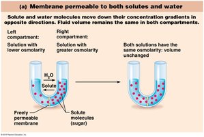 Membrane permeable to both solutes and water
