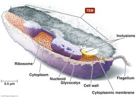 Typical prokaryotic cell