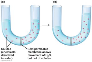 Osmosis, the diffusion of water across a semipermeable membrane