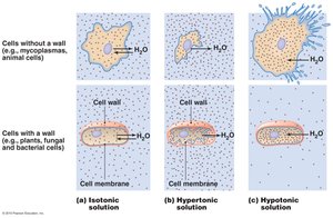 Effects of isotonic, hypertonic, and hypotonic solutions on cells