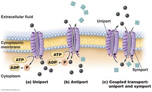 Mechanisms of active transport
