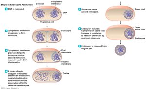 The formation of an endospore