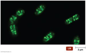 A simple helical cytoskeleton