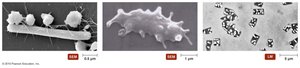 Representative shapes of archaea