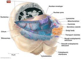 Typical eukaryotic cell