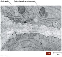 A eukaryotic cell wall