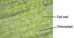 Elodea cell wall and chloroplasts