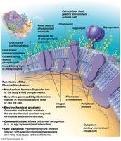 Membrane structure