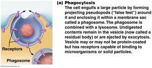 Endocytosis