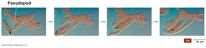 Types of endocytosis