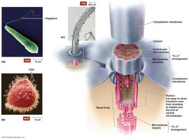 Eukaryotic flagella and cilia