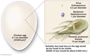 Approximate size of various types of cells