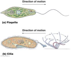Movement of eukaryotic flagella and cilia