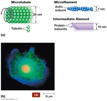 Eukaryotic cytoskeleton