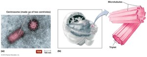 Centrosome