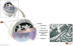 Eukaryotic nucleus