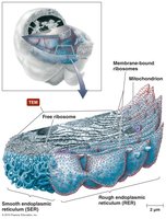 Endoplasmic reticulum
