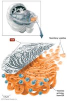 Golgi body