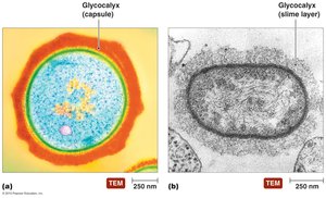 Glycocalyces: capsule and slime layer