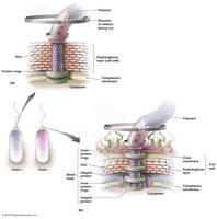 Proximal structure of bacterial flagella