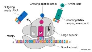 Diagram of ribosome and tRNA during translation