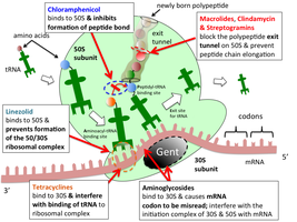 Mechanisms of protein synthesis inhibition by antibiotics