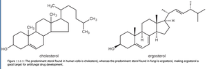 Chemical structures of cholesterol and ergosterol