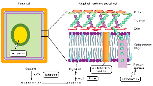 Fungal cell wall and membrane targets of antifungal drugs