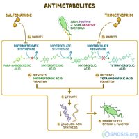 Antimetabolite action of sulfonamides and trimethoprim