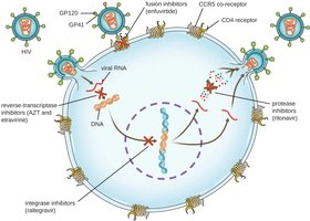 Antiretroviral drug targets in HIV