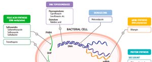 Bacterial cell showing targets of nucleic acid synthesis inhibitors