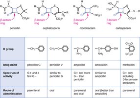 Table comparing β-lactam antibiotics