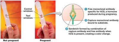 Monoclonal antibody-based home pregnancy test