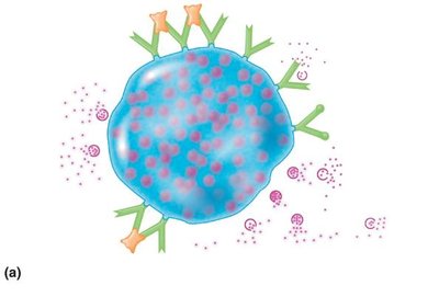 Mechanism of anaphylaxis: IgE-mediated degranulation of mast cells