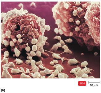 Degranulated mast cell releasing histamine