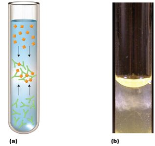 Precipitin ring test showing antigen-antibody precipitation