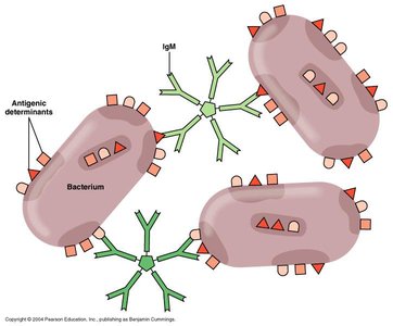 Agglutination reaction between bacteria and antibodies