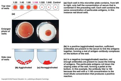 Direct agglutination test for measuring antibody titer