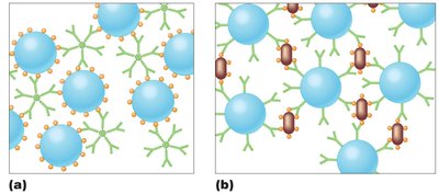 Indirect agglutination test using latex beads