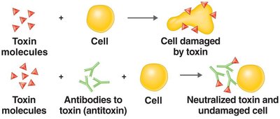 Neutralization of toxin by antitoxin antibodies