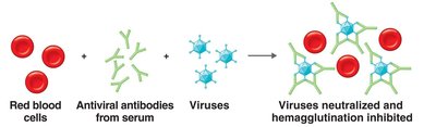 Hemagglutination inhibition test for viral antibodies