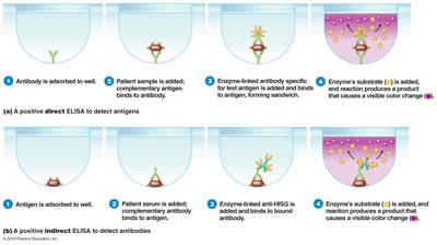 Direct and indirect ELISA procedures