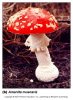 Amanita muscaria mushroom